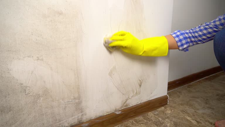 Trusted Ithaca, MI Mold Removal Experts