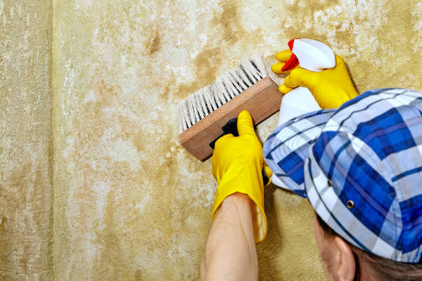 Best Mold Remediation for Vacation Homes  in Ithaca, MI