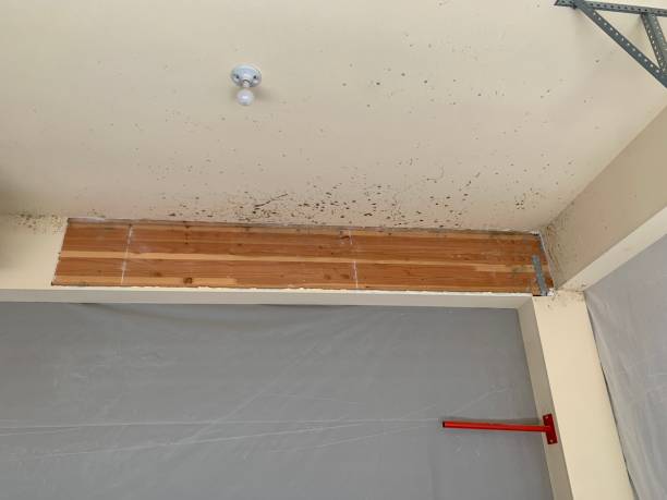 Mold Remediation for Vacation Homes in Ithaca, MI